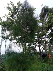 Casuarina equisetifolia