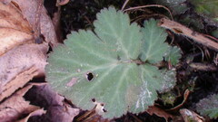Geum