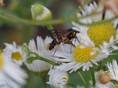 Synanthedon