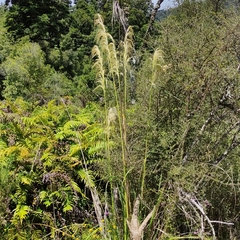 Austroderia richardii