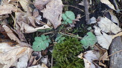 Geum