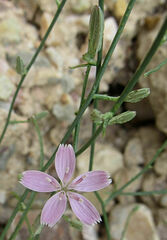 Stephanomeria tenuifolia