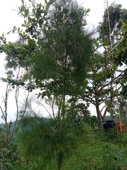 Casuarina equisetifolia