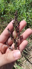 Sorghum