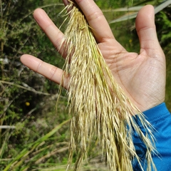 Austroderia richardii