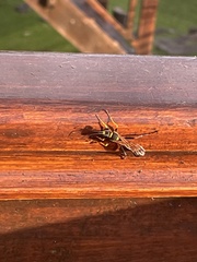Sceliphron asiaticum