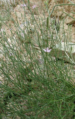 Stephanomeria tenuifolia