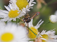 Synanthedon