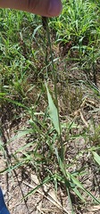 Sorghum