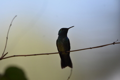 Chrysuronia