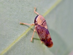 Brunotartessus fulvus