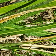 Austroderia richardii