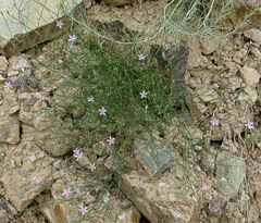 Stephanomeria tenuifolia