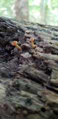 Phaeomarasmius proximans