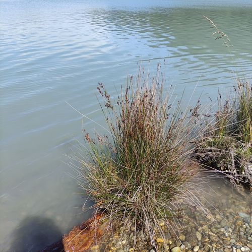 Juncus kraussii (Juncus kraussii)