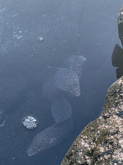 Gymnothorax pictus
