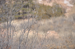 Junco hyemalis mearnsi