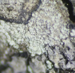 Lecanora nothocaesiella