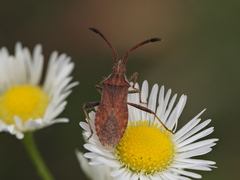 Coriomeris denticulatus