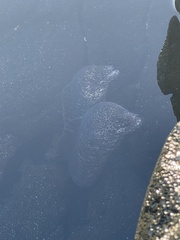 Gymnothorax pictus