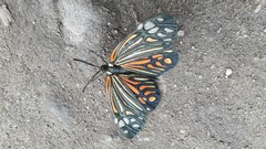 Campylotes histrionicus