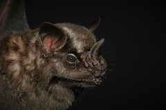Artibeus jamaicensis