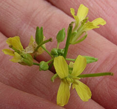 Sisymbrium altissimum