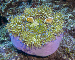 Amphiprion perideraion