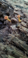 Phaeomarasmius proximans