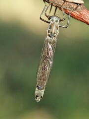 Leptogaster
