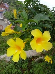 Allamanda