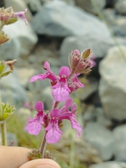 Stachys philippiana