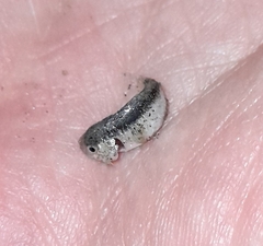 Trachinotus