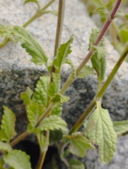 Stachys philippiana