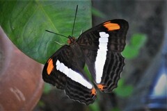 Adelpha iphicleola