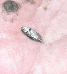 Trachinotus