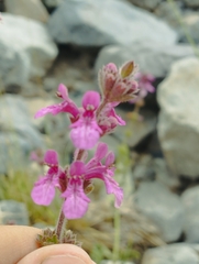Stachys philippiana