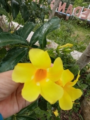 Allamanda