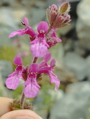 Stachys philippiana