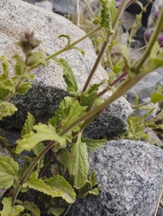 Stachys philippiana
