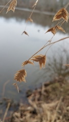 Chasmanthium latifolium
