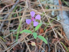 Clarkia rhomboidea