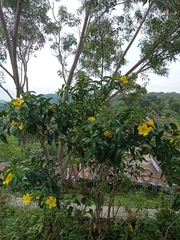 Allamanda