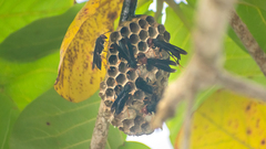 Polistes erythrocephalus