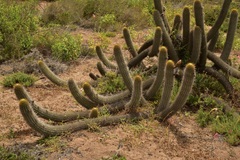 Trichocereus chiloensis litoralis