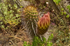 Trichocereus chiloensis litoralis