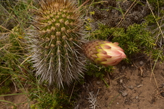Trichocereus chiloensis litoralis