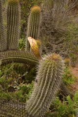 Trichocereus chiloensis litoralis