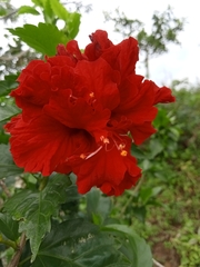 Hibiscus