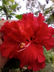 Hibiscus